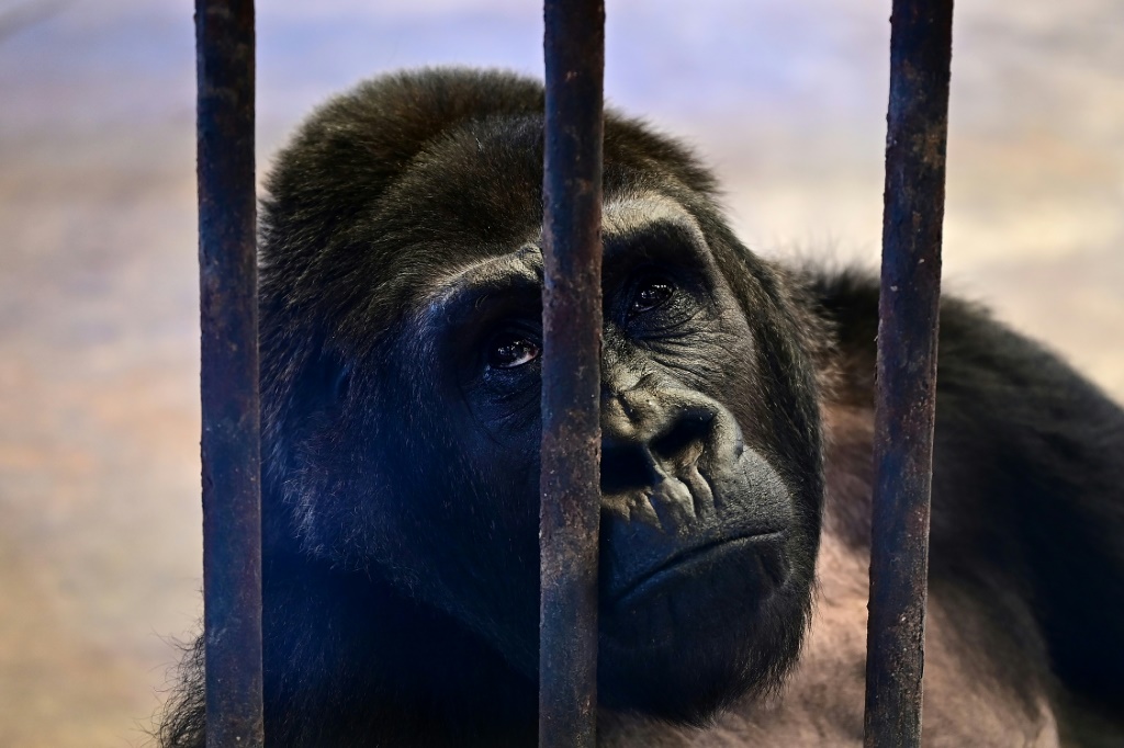 صورة التقطت في 9 آذار/مارس 2023 لأنثى الغوريلا "بويا نوي" خلف قضبان قفصها في حديقة "باتا" للحيوانات في بانكوك (ا ف ب)