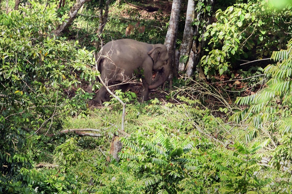 فيل سومطري يسير في إحدى غابات مقاطعة أتشيه الإندونيسية في 22 أيلول/سبتمبر 2011 (ا ف ب)