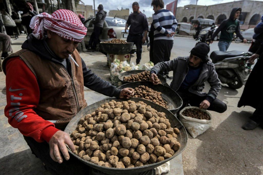    بين شباط وأبريل يبحث مئات السوريين الفقراء عن الكمأ الثمين في سوريا: هنا تاجر يعرض كمأ الصحراء في حماة في 6 آذار 2023 (ا ف ب)   