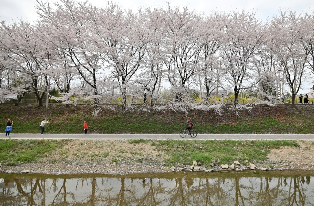 زوار تحت شجرةزوار يمشون تحت أزهار كرز في حديقة في سيول في 2 نيسان/أبريل 2021 (ا ف ب)
