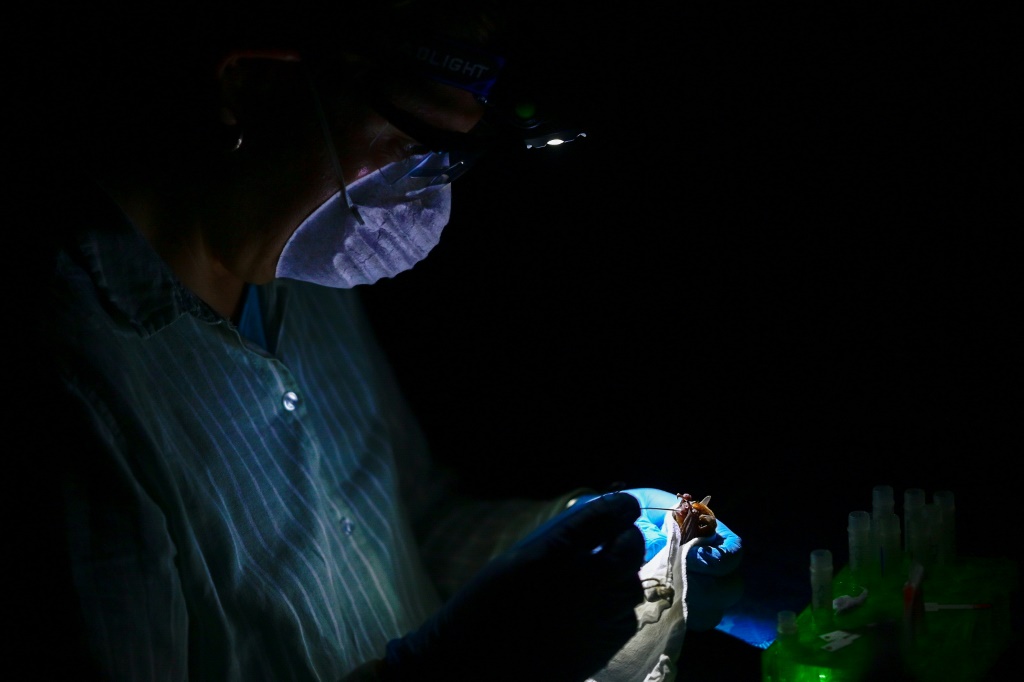    الطبيب البيطري عمر غارسيا يستخرج السوائل من أحد الخفافيش في يوكاتان المكسيكية بتاريخ 29 آذار/مارس 2023 (ا ف ب)