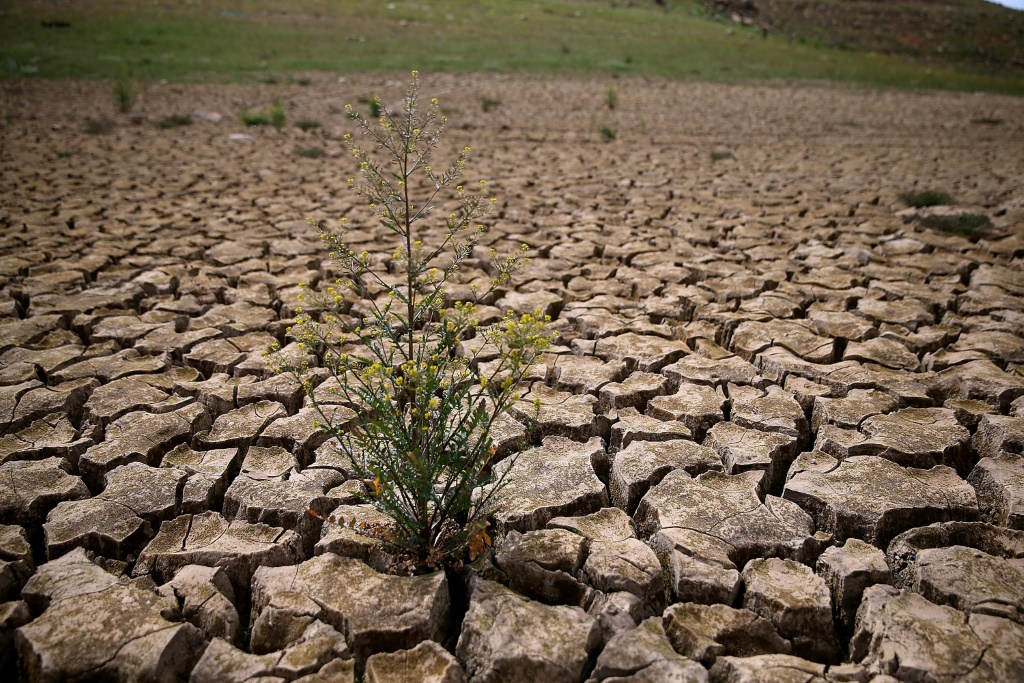 العشب يغزو التربة الجافة في ما كان قعر بحيرة مالور في 24 آذار/مارس 2015 في كاليفورنيا (ا ف ب)