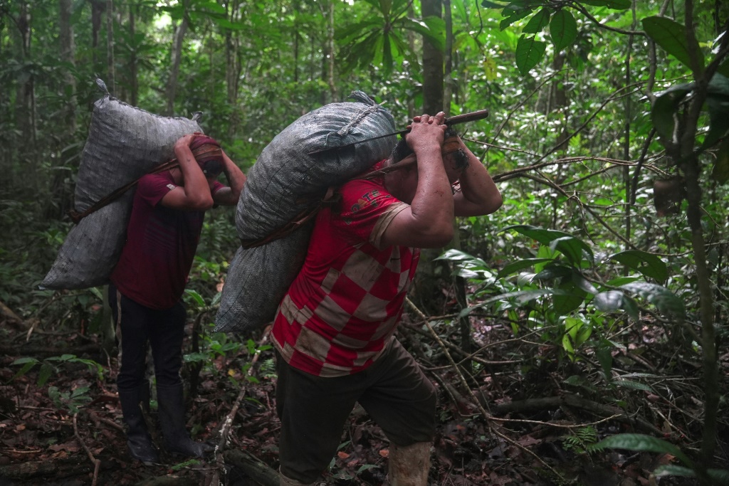 خورخي لينغوا ونجله يحملان أكياساً من الجوز البرازيلي في غابات الأمازون المطيرة قرب لوز دي أميركا في بوليفيا بتاريخ 14 شباط/فبراير 2023 (ا ف ب)