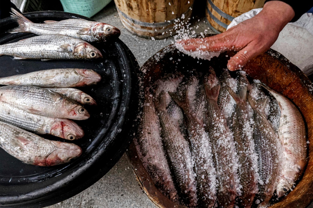 الفسيخ طبق السمك المللح التقليدي في مصر في نبروه في دلتا النيل في 11 نيسان/أبريل 2023 (ا ف ب)