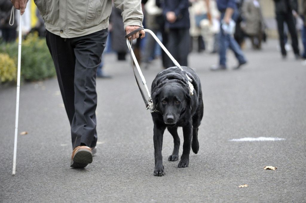 كلب يرافق صاحبه في لوزو الفرنسية بتاريخ 12 تشرين الثاني/نوفمبر 2010 (ا ف ب)