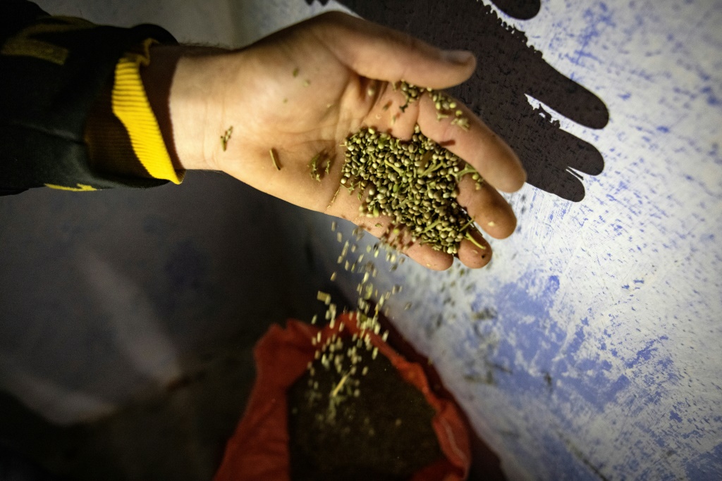 مزارع مغربي يعرض حبوب القنب في كتامة في الريف المغربي في الثامن من نيسان/أبريل 2021 (ا ف ب)