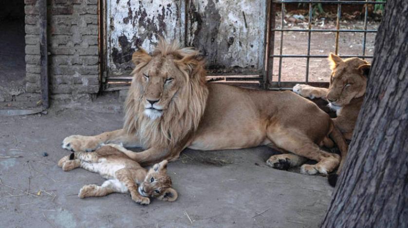 أسود جائعة في حديقة سودانية (ناشيونال جيوغرافيك)