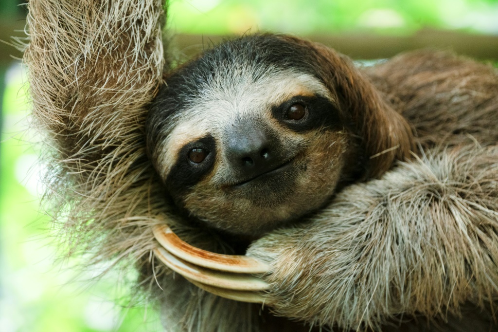     حيوان كسلان في محمية كاهويتا في كوستاريكا بتاريخ العاشر من آذار/مارس 2023 (أ ف ب)