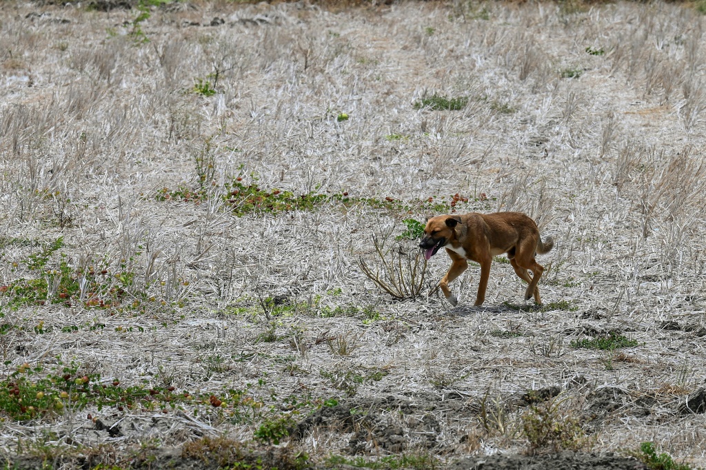     صورة مؤرخة في 3 أيار/مايو 2023 لكلب في وسط حقل جاف في الفيليبين (ا ف ب)