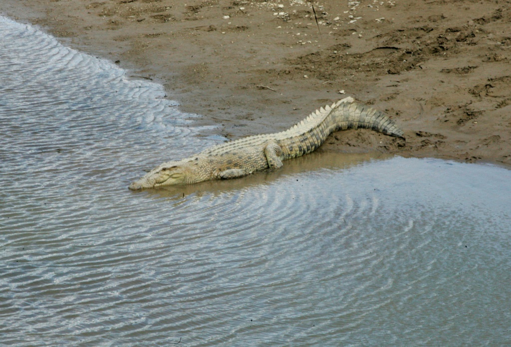 تمساح على الشاطئ في 20 حزيران/يونيو 2019 في لوسبالوس في تيمور الشرقية (ا ف ب)