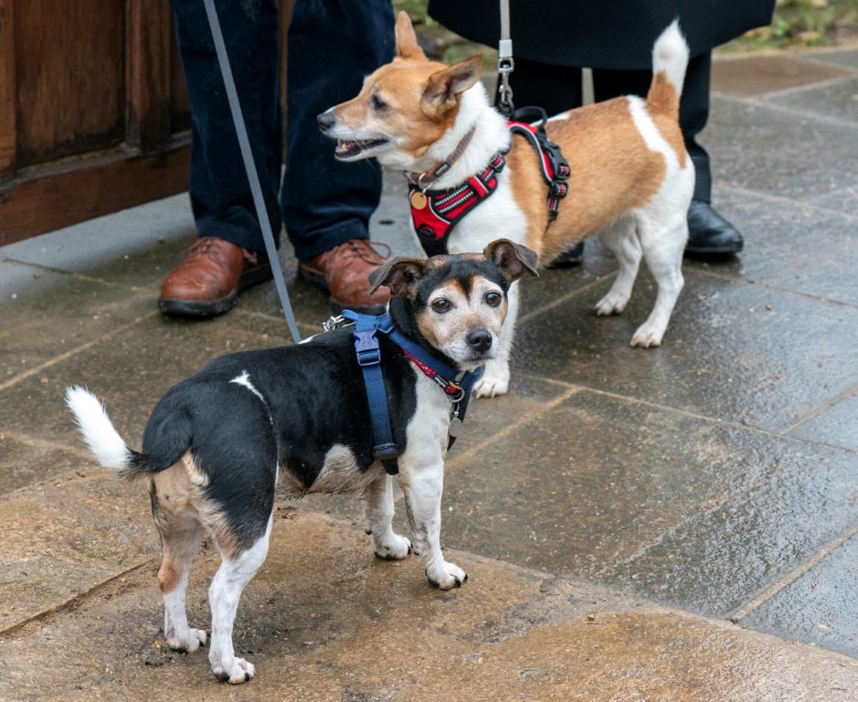 الكلبان "بلوبيل" و"بيث" من نوع جاك راسل في غرب انكلترا في 25 كانون الثاني/يناير 2023 (ا ف ب)