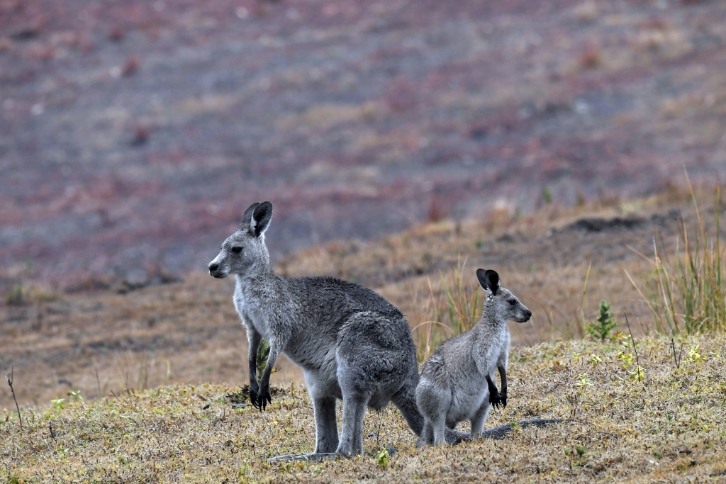    بالنسبة إلى الغرباء ، يعتبر الكنغر رمزًا يمكن التعرف عليه على الفور من الحياة البرية الأسترالية ، ولكن داخل البلد يمثل الحيوان الأصلي صداعًا بيئيًا كبيرًا (أ ف ب)   