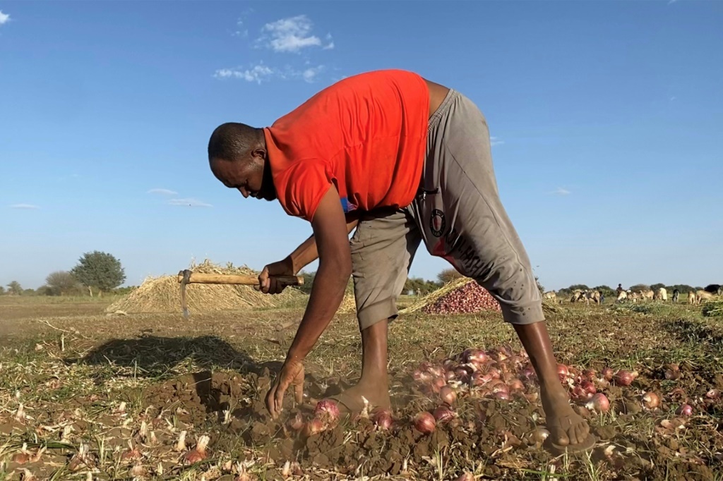 حصاد البصل في منطقة في ولاية الجزيرة في الخرطوم في 11 أيار/مايو 2023 (ا ف ب)