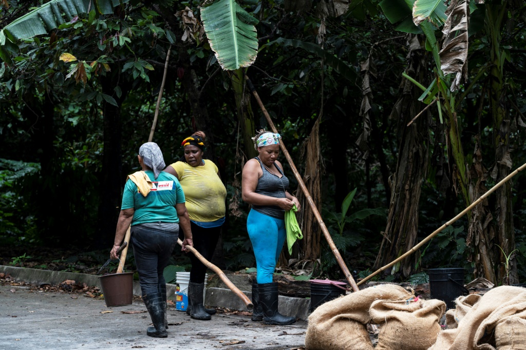     عاملات في مجال جمع حبوب الكاكاو في تشوا الفنزويلية بتاريخ 21 نيسان/ابريل 2023 (أ ف ب)