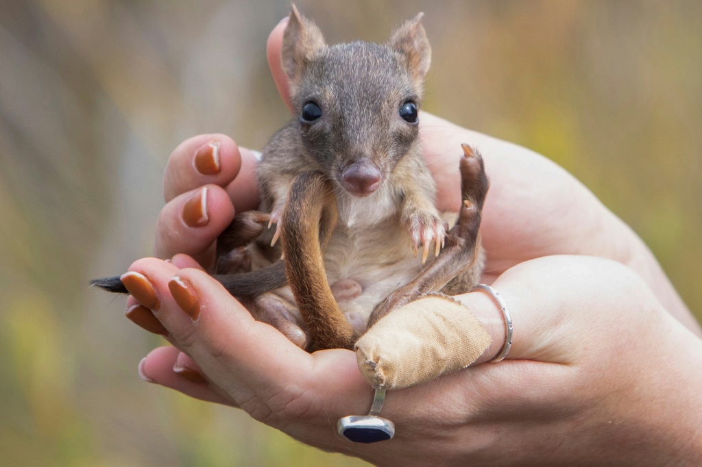    صورة التقطت في 28 شباط/فبراير 2023 وزعها الصندوق العالمي للطبيعة بأستراليا لذكر بيتونغ ذي ذيل كثيف في البرية في شبه جزيرة يورك بجنوب أستراليا (ا ف ب)