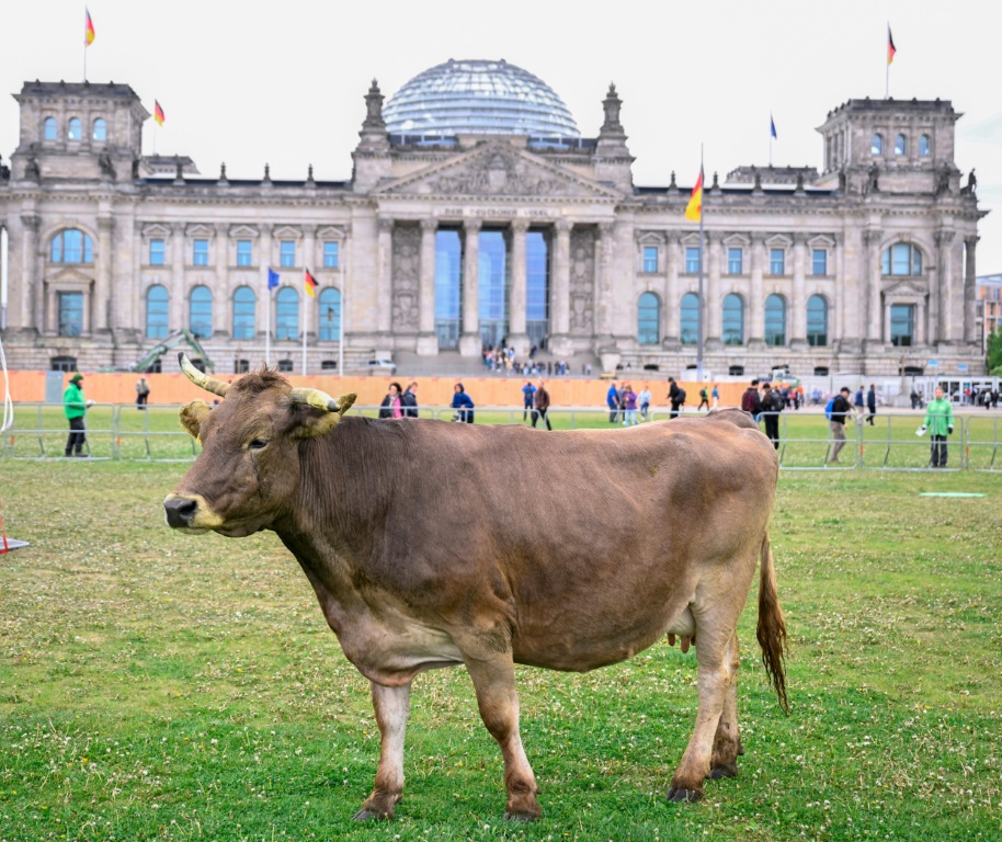 صورة مؤرخة في 16 أيار/مايو 2023 لبقرة في برلين (ا ف ب)
