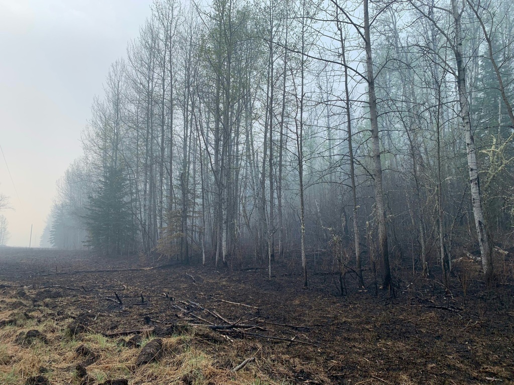أشجار محترقة بعد حريق في بلدة شاينينغ بنك في مقاطعة ألبرتا الكندية في 11 أيار/مايو 2023 (ا ف ب)