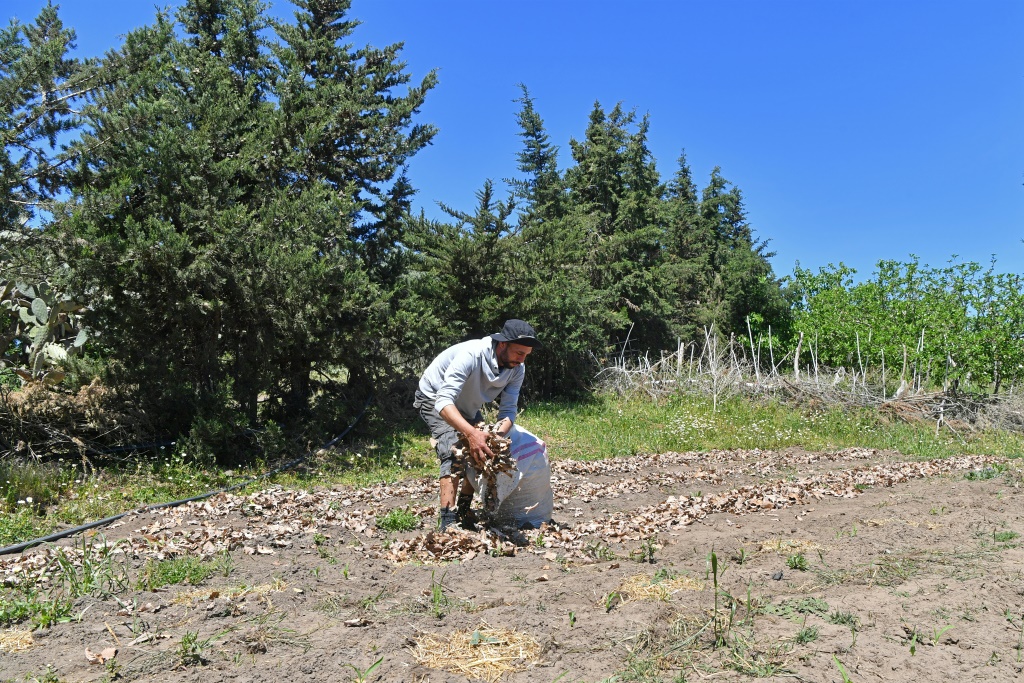        في هذه الصورة الملتقطة في 19 أيار/مايو 2023، يطلع المزارع صابر الزواني بضعة تلاميذ من المدرسة الفرنسية في بنزرت في شمال تونس على تقنيات الزراعة الدائمة (أ ف ب)