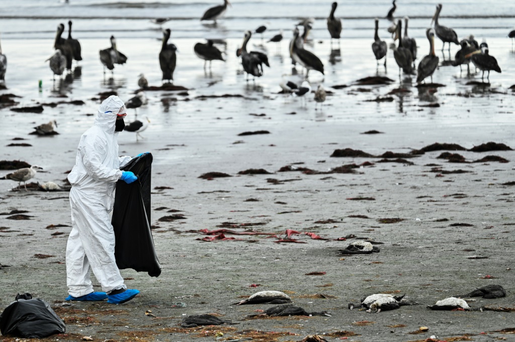     موظف في إدارة الزراعة والثروة الحيوانية يجمع طيوراً بحرية نافقة على شاطئ كوكيمبو في شمال تشيلي في 29 أيار/مايو 2023 (أ ف ب)   