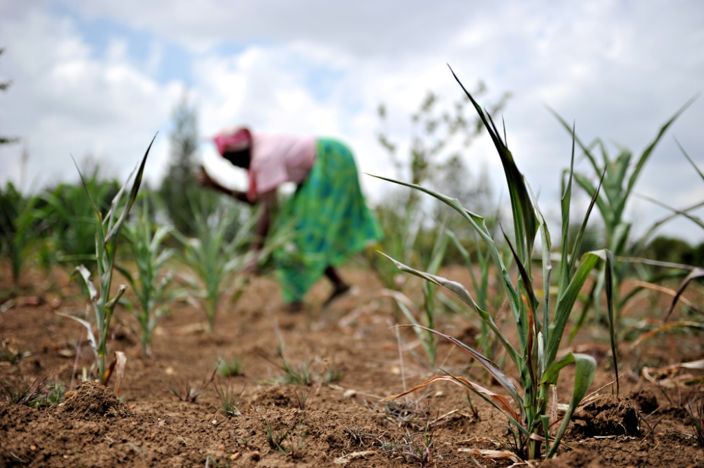     ساهمت الزراعة بأكثر من 21 في المائة في الاقتصاد الكيني العام الماضي (أ ف ب)   