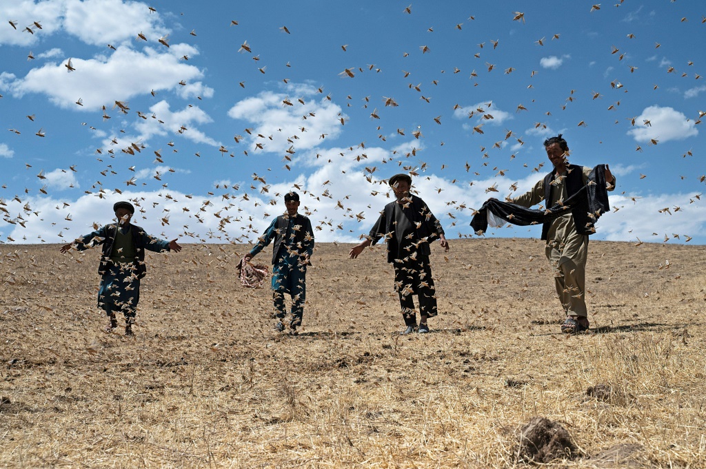     مزارعون يسيرون وسط سرب من الجراد بالقرب من حقل قمح في منطقة كاندالي في مقاطعة شولغارا في إقليم بلخ، في 4 حزيران/يونيو 2023 (أ ف ب)