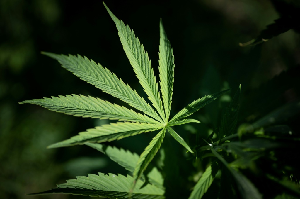 صورة مُلتقطة في 6 تموز/يوليو 2022 في غرب فرنسا تظهر نبتة الكانابيديول (CBD) تنمو في مزرعة (ا ف ب)