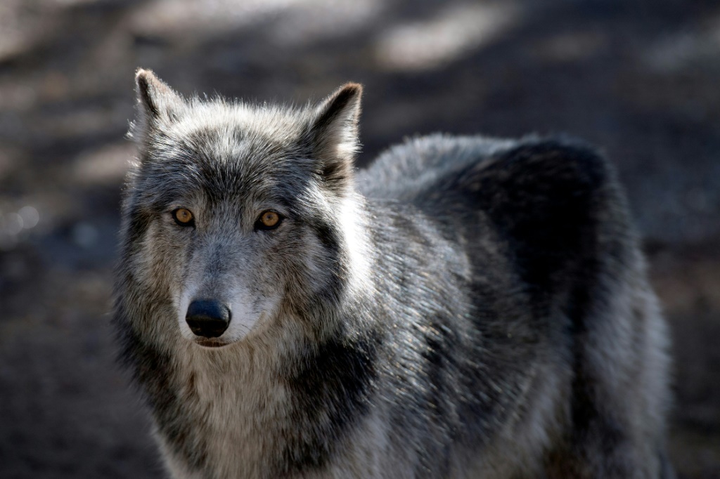     ذئب في إحدى حدائق كولورادو الأميركية بتاريخ 28 آذار/مارس 2023 (ا ف ب)