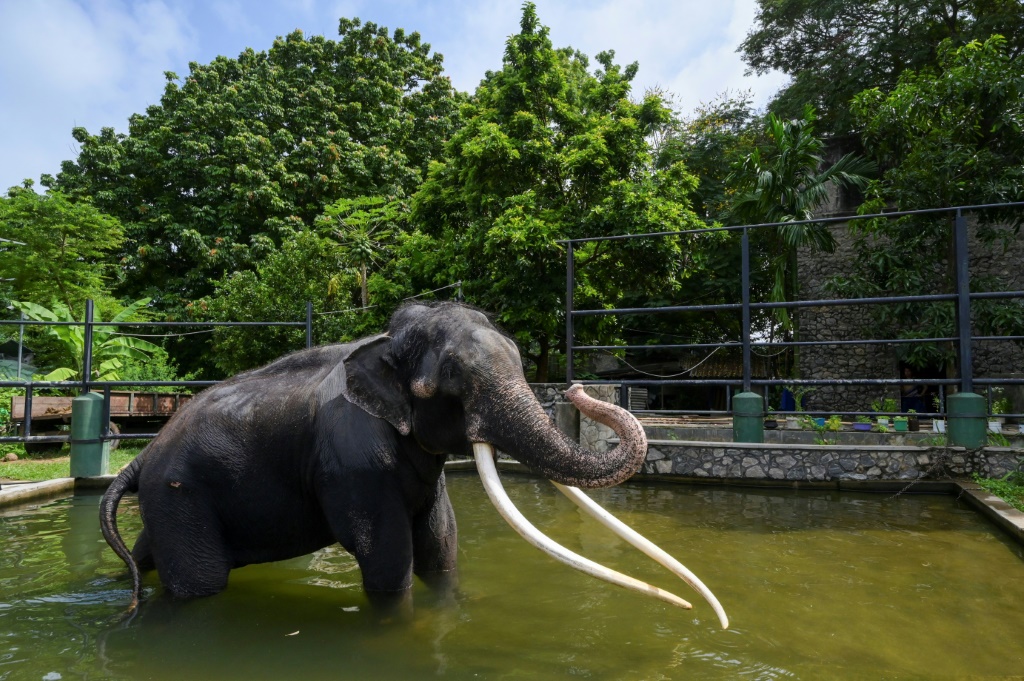 الفيل موثو راجا داخل المياه في حديقة حيوانات العاصمة السريلانكية كولومبو في 23 حزيران/يونيو 2023 (ا ف ب)