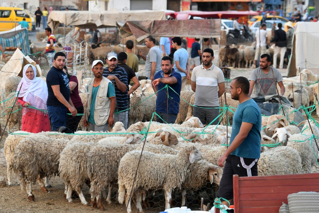     سوق للماشية بمنطقة أريانة في تونس في 21 حزيران/يونيو 2023 قبل عطلة عيد الأضحى. (أ ف ب)