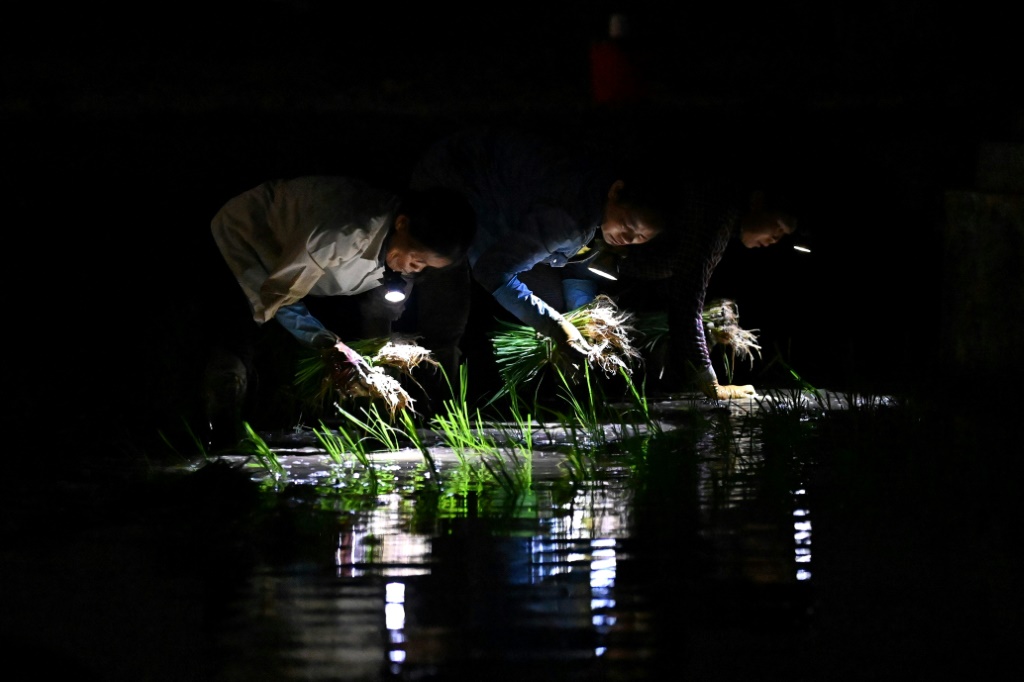        يزرع المزارعون الأرز في حقول خارج هانوي ليلاً أثناء محاولتهم التغلب على موجة الحر التي تلوح في الأفق ، وهي ممارسة أصبحت أكثر شيوعًا في شمال ووسط فيتنام (أ ف ب)   