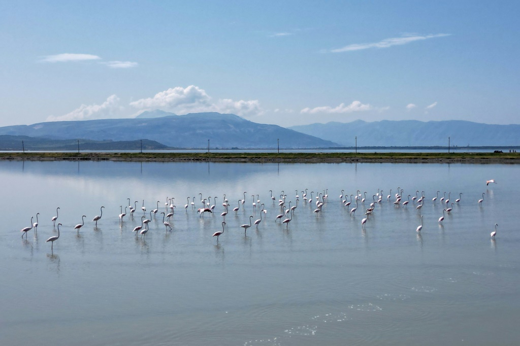 لقطة جوية تظهر سرباً من طيور الفلامينغو في بحيرة نارتا الألبانية بتاريخ 23 أيار/مايو 2023 (ا ف ب)