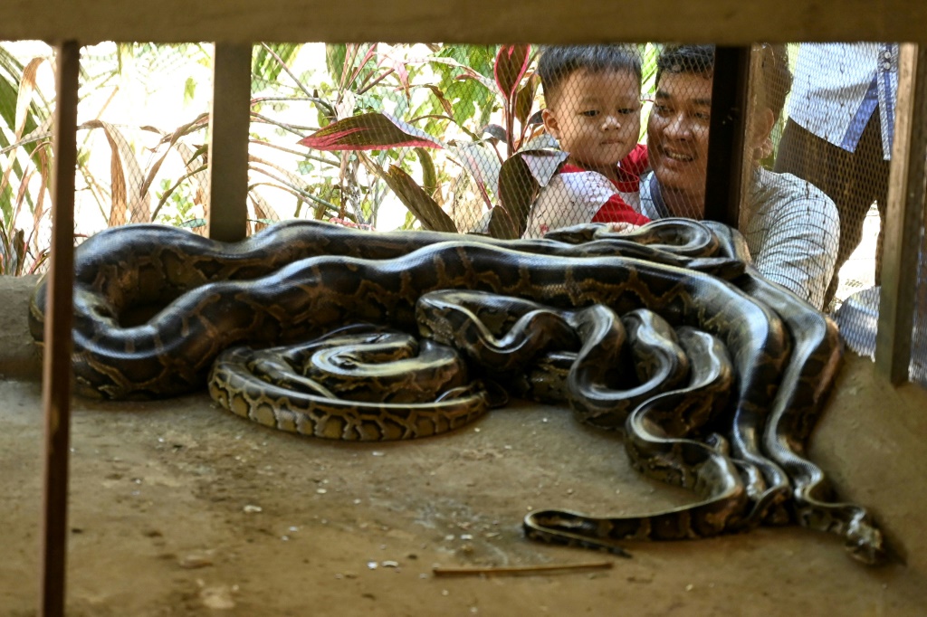 تُظهر هذه الصورة التي التقطت في 11 شباط/فبراير 2023 رجلاً وابنه ينظران إلى الثعابين في حظيرة في دير بوذي في بلدة توانتاي في يانغون (ا ف ب)
