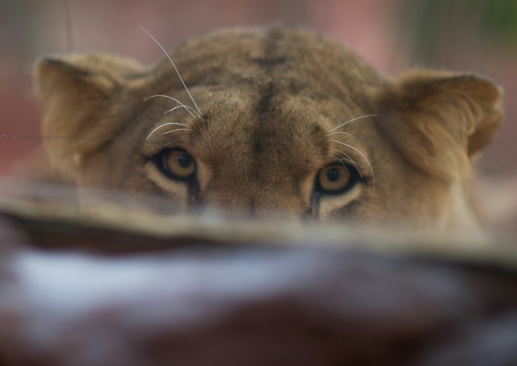 عملية بحث واسعة في جنوب برلين عن حيوان بري يمكن أن يكون لبؤة (ا ف ب)