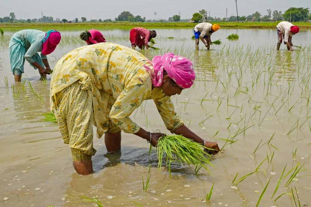 مزارعو أرز في مزرعة قريبة من أمريتسار بشمال الهند في 19 حزيران/يونيو 2023 (ا ف ب)