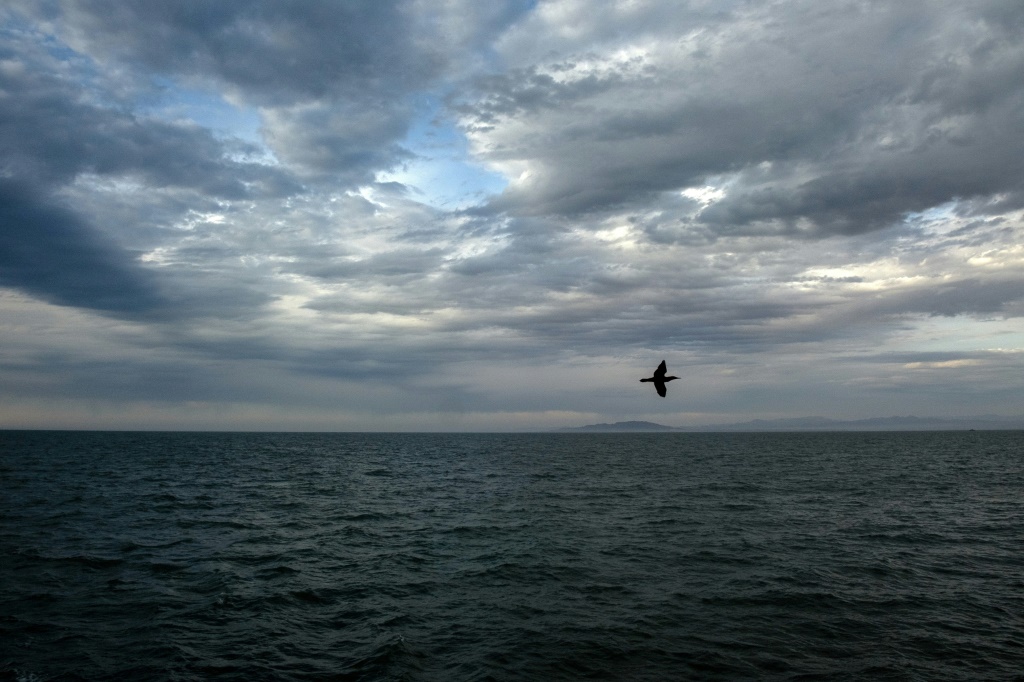 طير يحلّق فوق خليج كاليفورنيا قرب سان فيليبي في ولاية باخا كاليفورنيا المكسيكية في 19 أيار/مايو 2023 (ا ف ب)