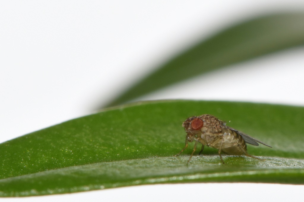     ذبابة الفاكهة هي نسل ولادة عذراء ، بعد أن أجرى العلماء هندسة وراثية على الحشرات لتتمكن من تحقيق هذا الإنجاز النادر (أ ف ب)   
