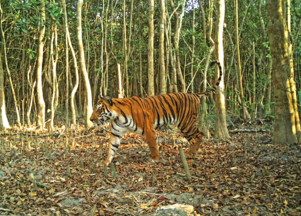 نمر بنغالي في غابة سارانخولا في بنغلادش، في 11 نيسان/أبريل 2018 (ا ف ب)
