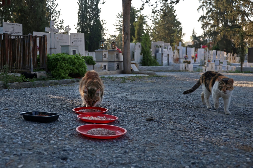 قطط ضالة قرب مقبرة في العاصمة القبرصية نيقوسيا بتاريخ 14 حزيران/يونيو 2023 (ا ف ب)