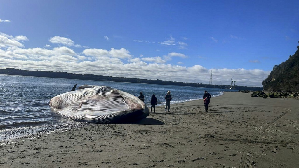 صورة مؤرخة في 5 آب/أغسطس 2023 لحوت أزرق نافق على شاطئ في جزيرة تشيلوي التشيلية (ا ف ب)