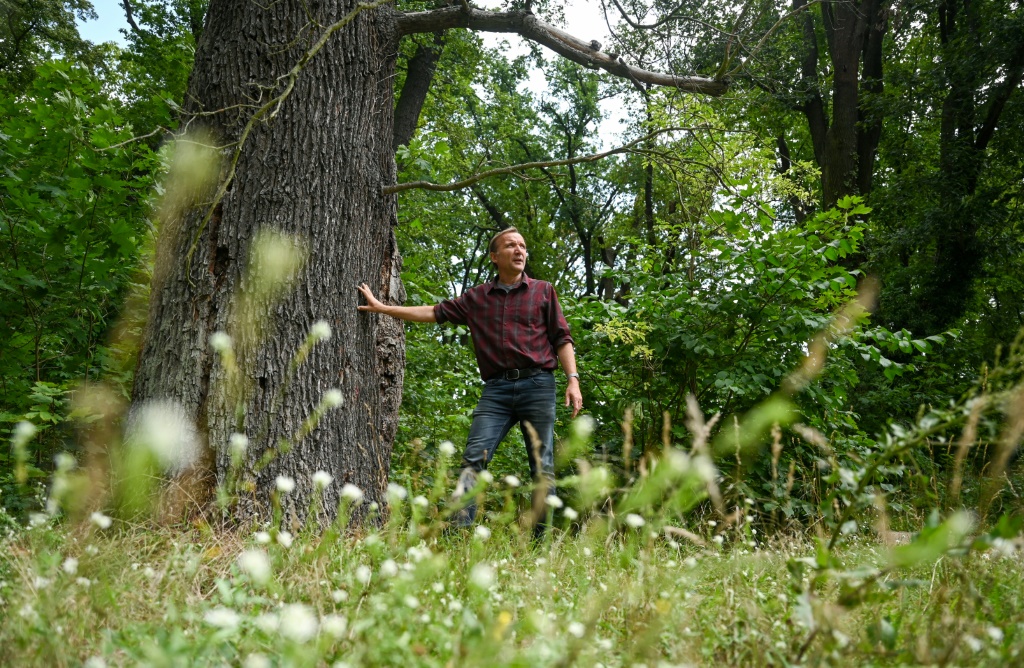 المسؤول عن إدارة متنزه سانسوسي سفين هانيمان يقف بجوار شجرة بلوط قديمة في المتنزه الواقع في بوتسدام شرق ألمانيا بتاريخ الرابع من آب/اغسطس 2023 (ا ف ب*