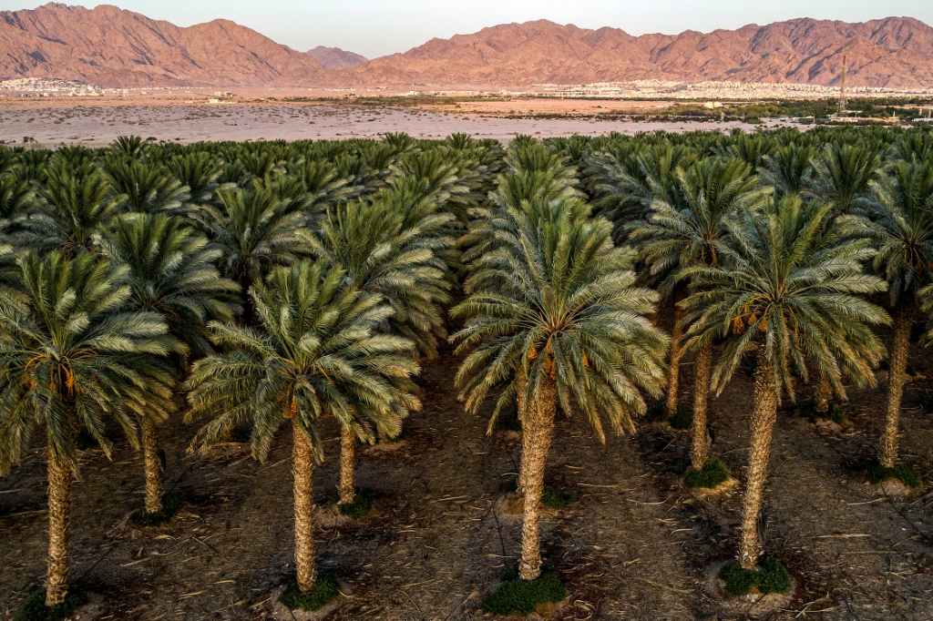 مزرعة نخيل يتم ريها باستخدام مزيج مزيج من المياه الجوفية ومياه الصرف الصحي المعاد تدويرها (ا ف ب)