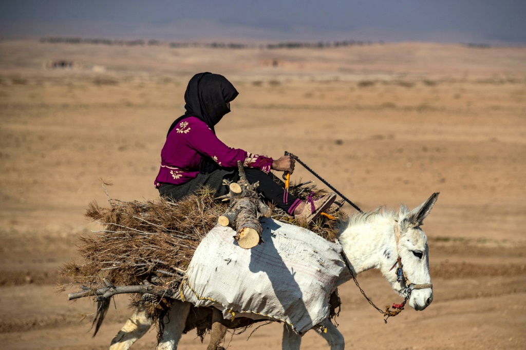 امرأة تقود حماراً محمّلاً بالحطب قرب الحسكة في شمال شرق سوريا في 19 ت2/نوفمبر 2022 (ا ف ب)