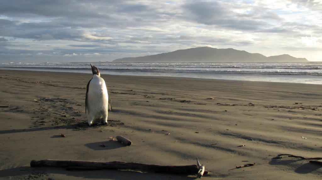 صورة لأحد طيور البطريق الإمبراطور التقطت في 20 حزيران/يونيو 2011 في نيوزيلندا (ا ف ب)