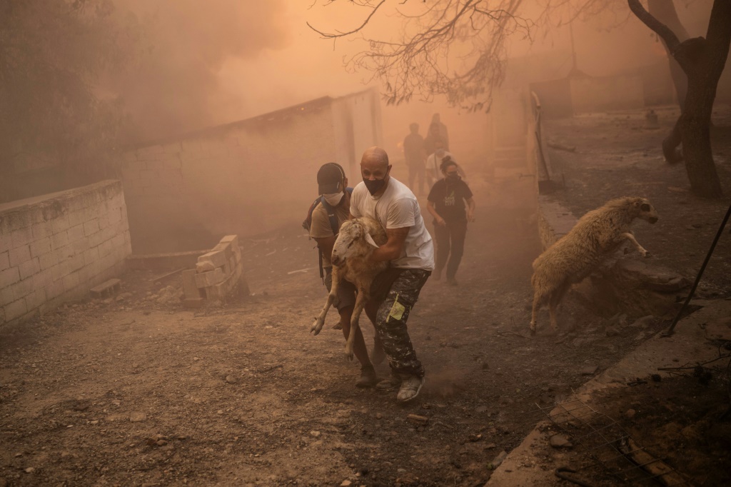 متطوعون ينقذون خروفا من مزرعة طالتها نيران الحرائق في ب بلدة خاسيا قرب أثينا في 22 آب/اغسطس 2023 (ا ف ب)
