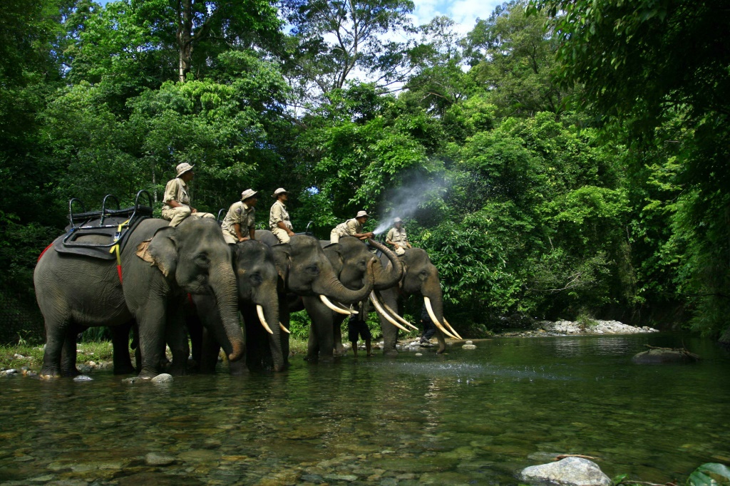 حراس غابات يقومون بدورية على ظهور الفيلة لمكافحة الصيد غير القانوني في مقاطعة أتشيه الإندونيسية (ا ف ب)