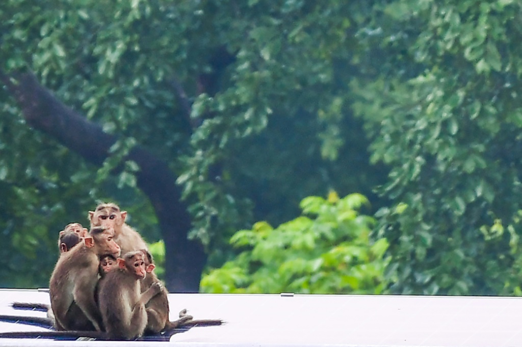 مجموعة من القردة في بومباي في الهند بتاريخ 21 حزيران/يونيو 2021 (ا ف ب)