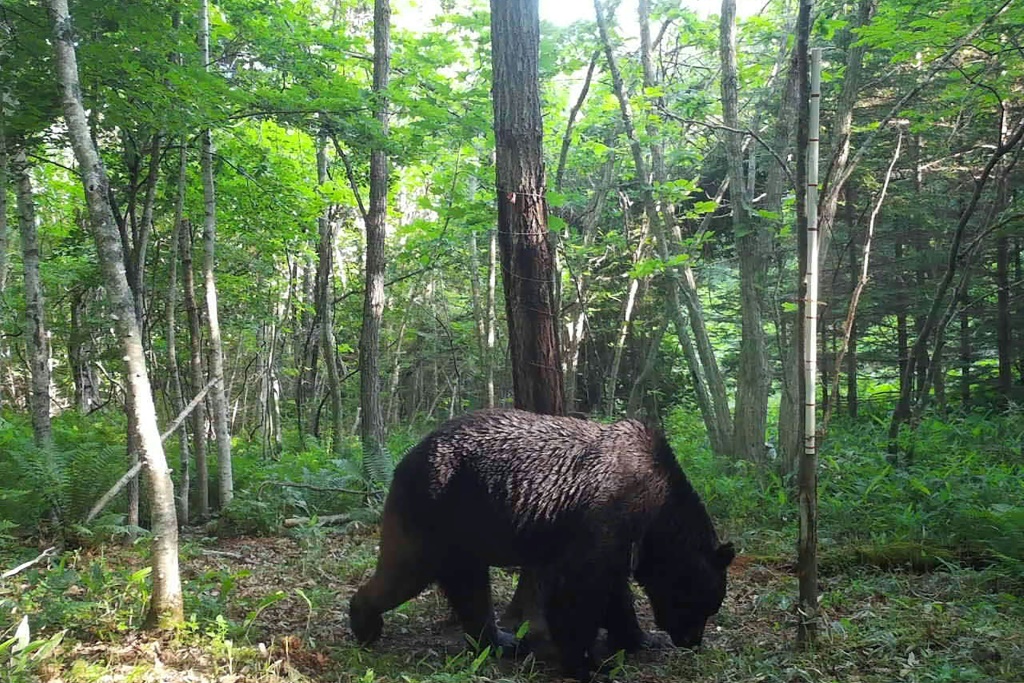 صورة التُقطت في 25 حزيران/يونيو 2023 لأحد الدببة في هوكايدو شمال اليابان (ا ف ب)