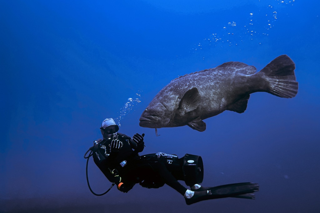 صورة التقطت في 10 أيلول/سبتمبر 2023 في البحر قبالة سواحل فلوريدا ويبدو فيها أحد الغواصين أمام سمكة هامور عملاقة (ا ف ب)
