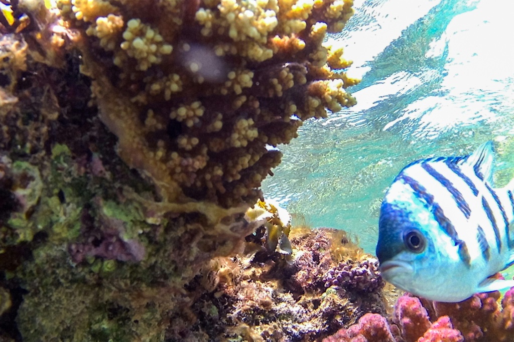 المرجان مهدد عالميًا بارتفاع درجات حرارة البحر الناجم عن تغير المناخ (أ ف ب)   