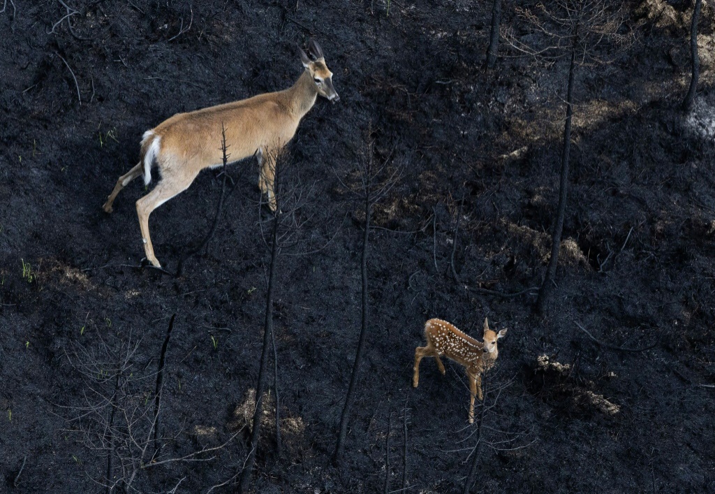 ظبية وصغيرها وسط غابة محترقة في مقاطعة نوفا سكوتشا الكندية في 22 حزيران/يونيو 2023 (ا ف ب)